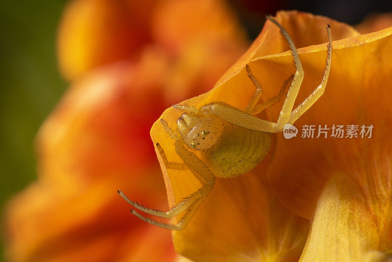 黄花蟹蛛(Misumena vatia)